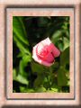 Ein Rose ...